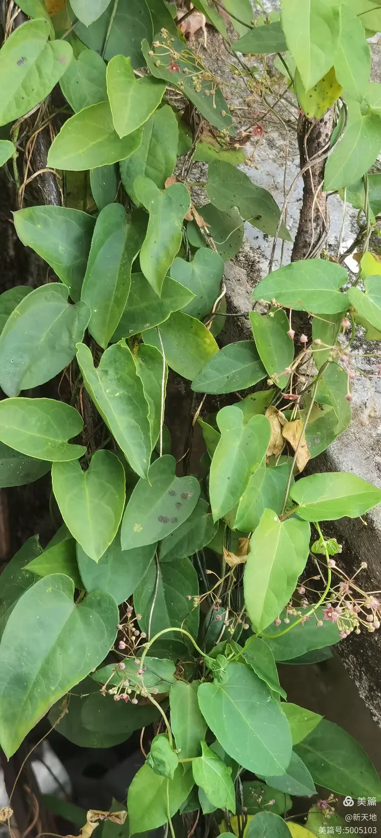 植物观赏 娃儿藤,土名五重瓦,老君须,别名七层楼
